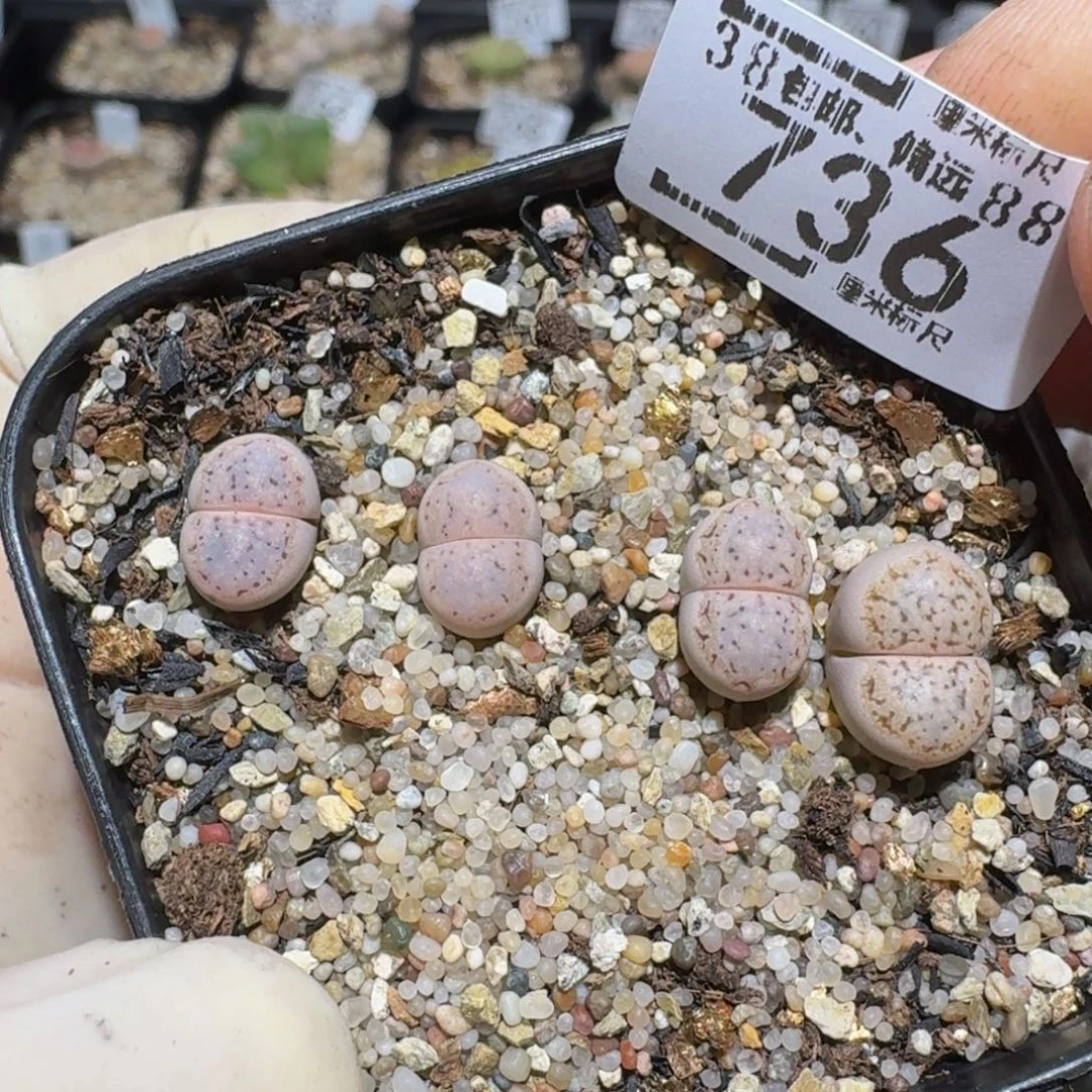 菲***崽zzzzz精品生石花736