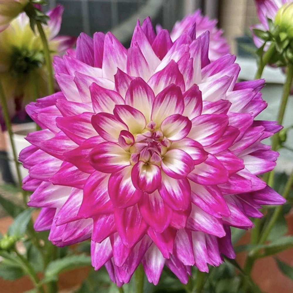 巨型大丽【我是谁】进口大丽花盆栽重瓣地瓜花卉多年生超长花期