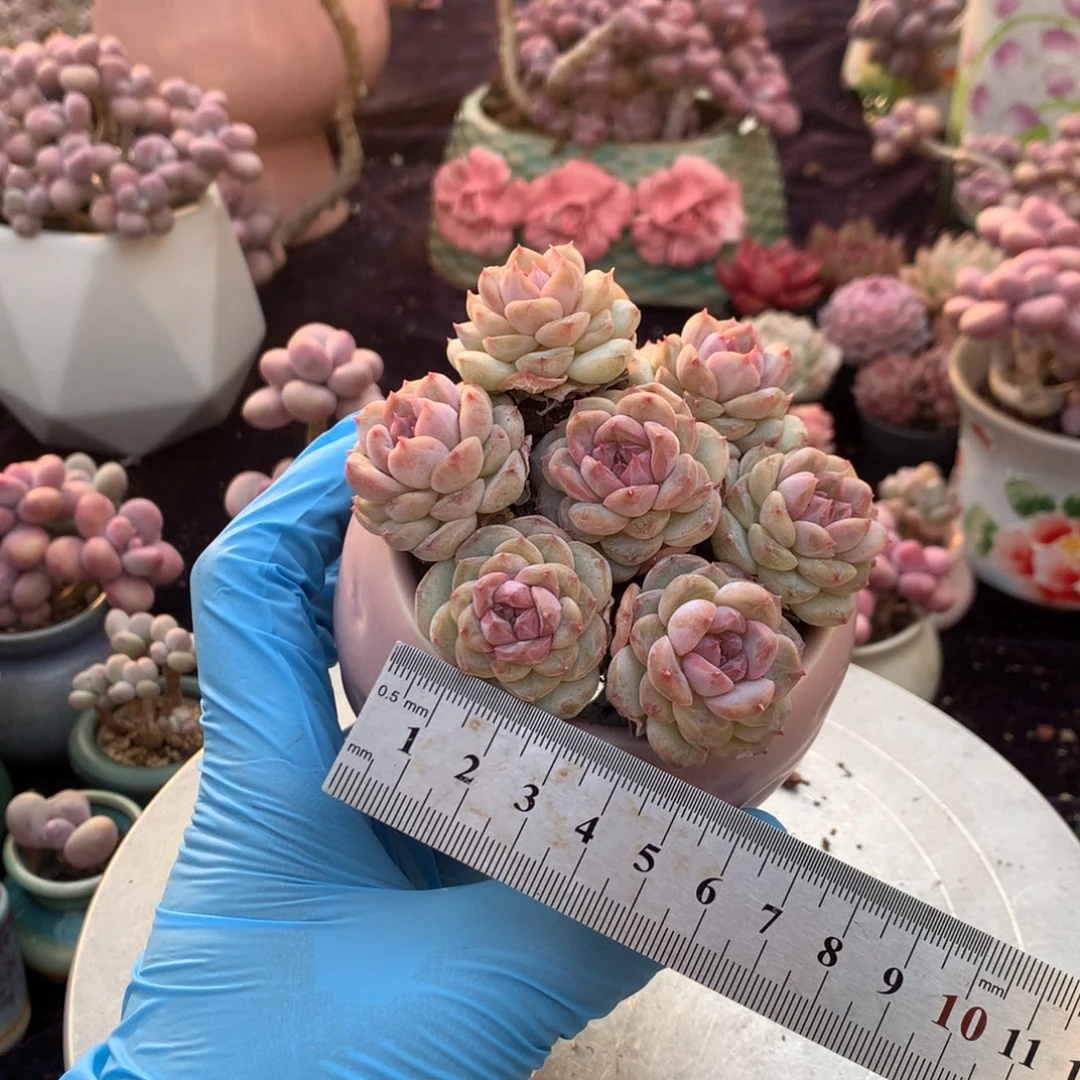 7颗带土球偏远地区不包邮的