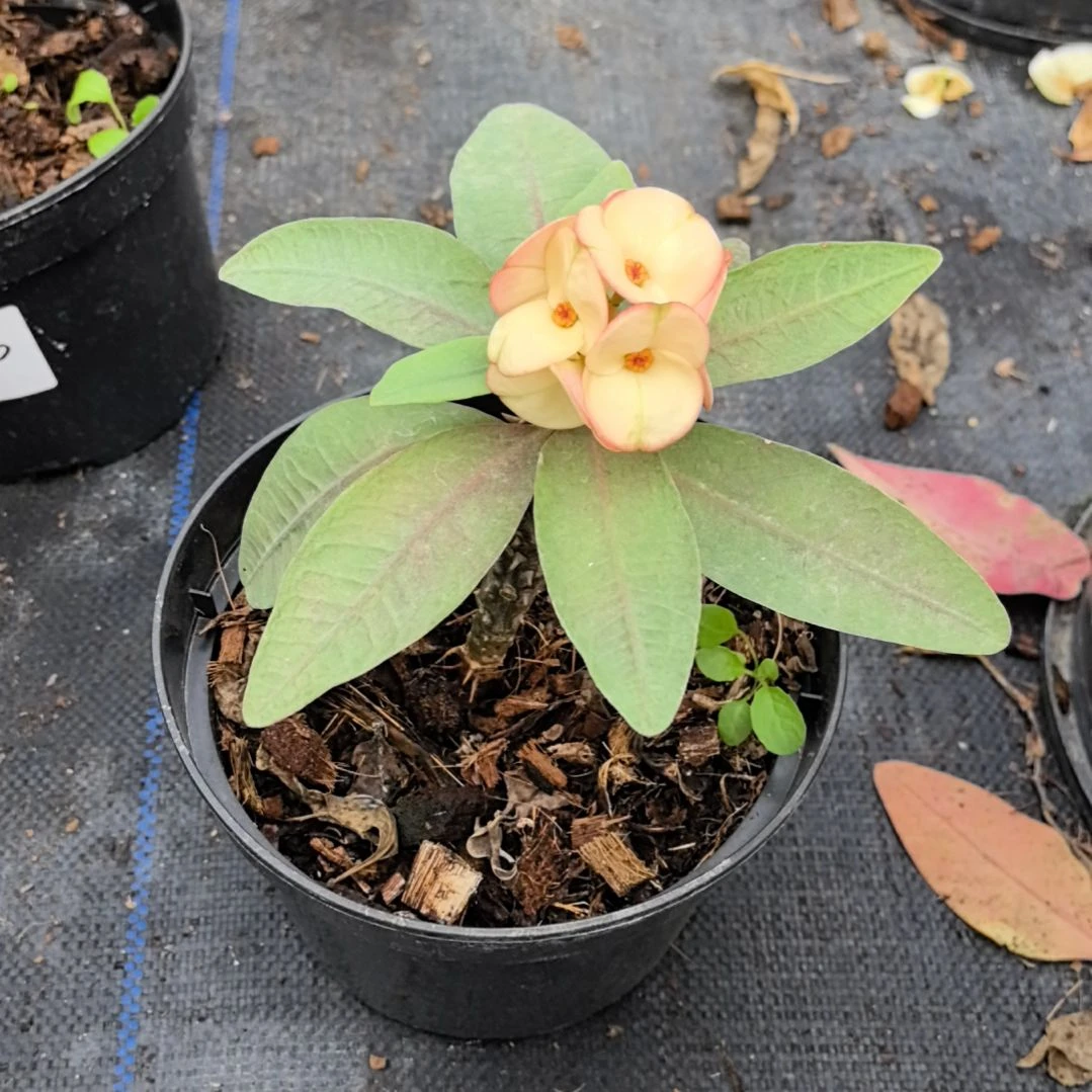 黄***瑰完全开放乌伦布钻石直播间一物一拍