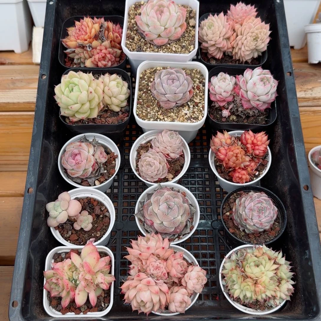 框拍框拍0303-126