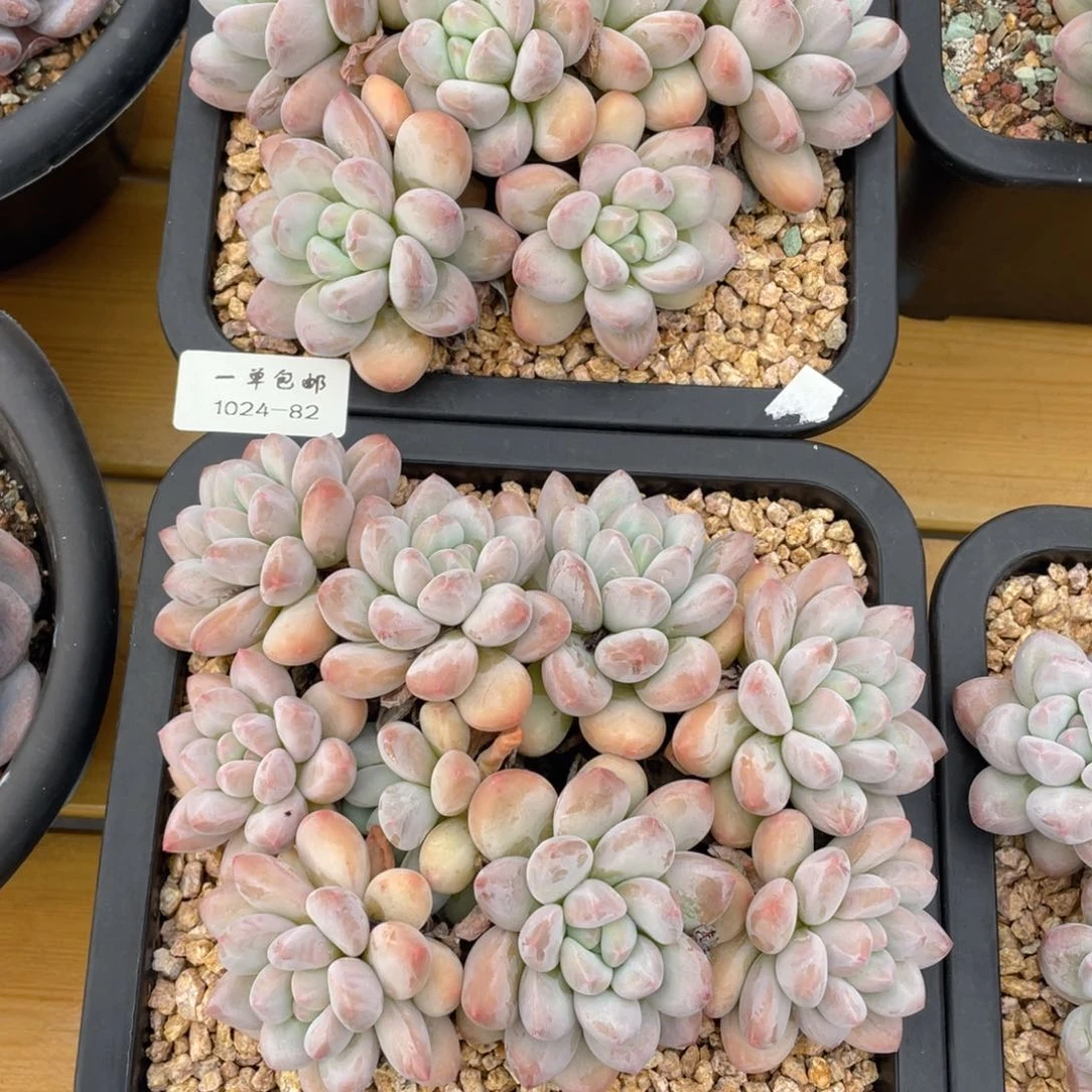 何*何1024-82-打包两颗。。。。。