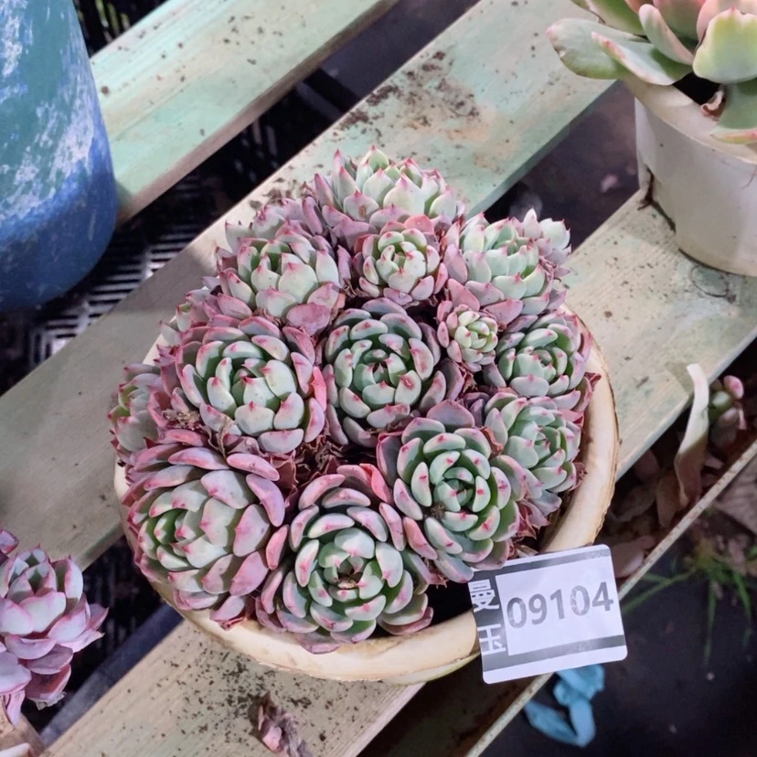 【闪购商品】娜娜小沟09104