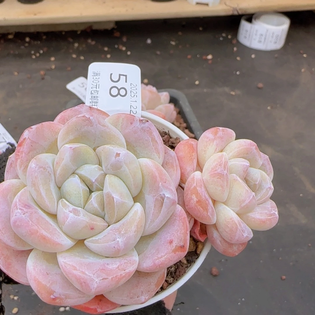 冰玉双头一颗脱土发货