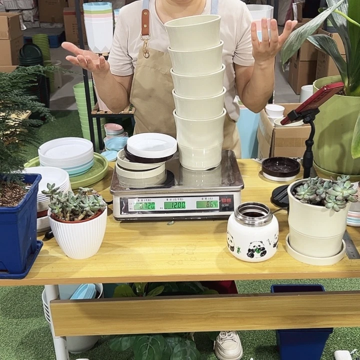 竹节口13.6高14米色带托5只