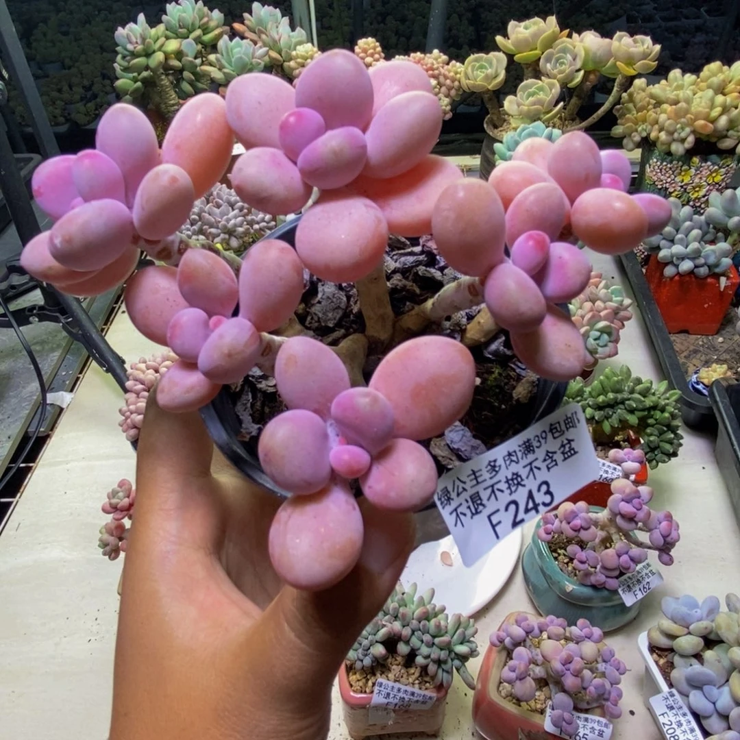 243糖果桃蛋多肉8cm