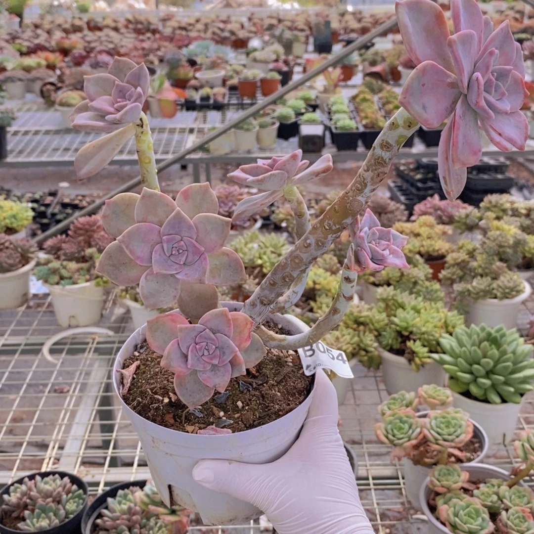 054紫乐老桩一物一拍