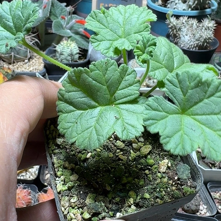 111香草冰激凌洋葵带盆发货