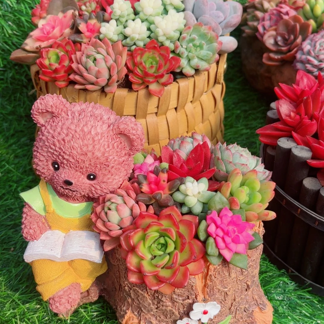 小熊看书多肉植物