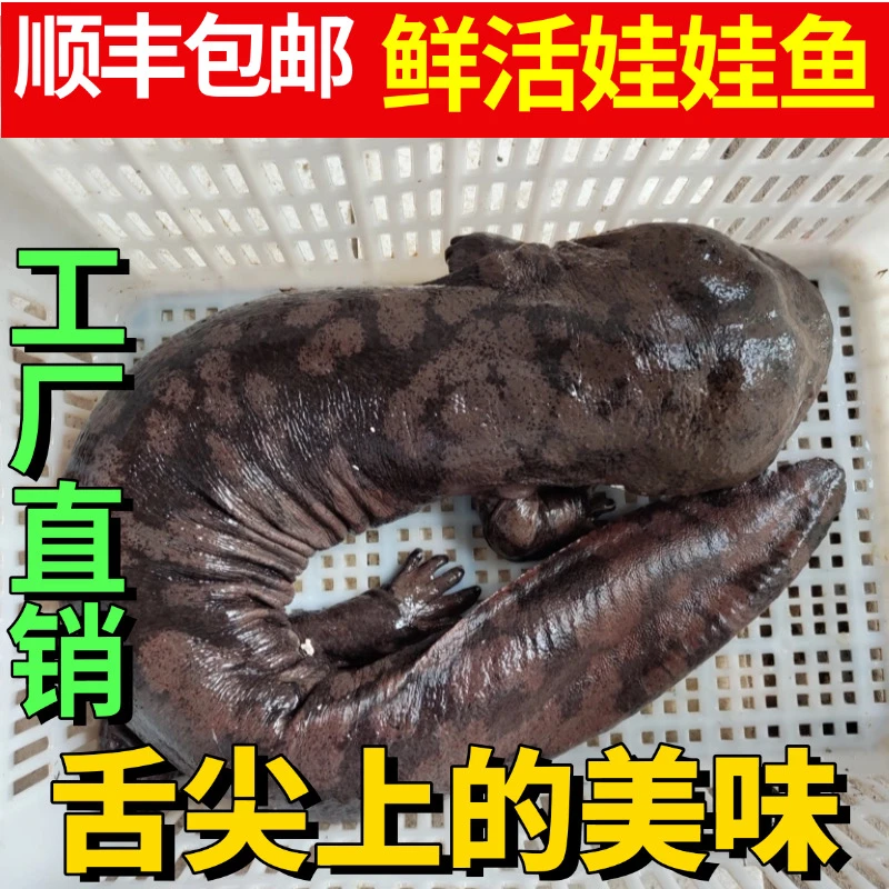 广西云南可发 娃娃鱼 人工养殖食用观赏送礼佳品 顺丰包邮包活