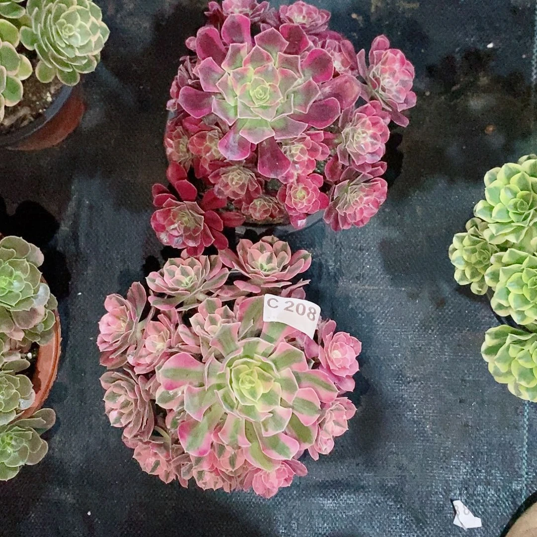组合208多肉11111