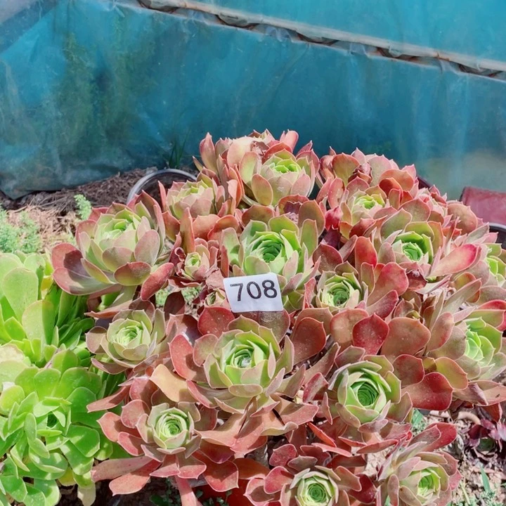 多肉植物组合708