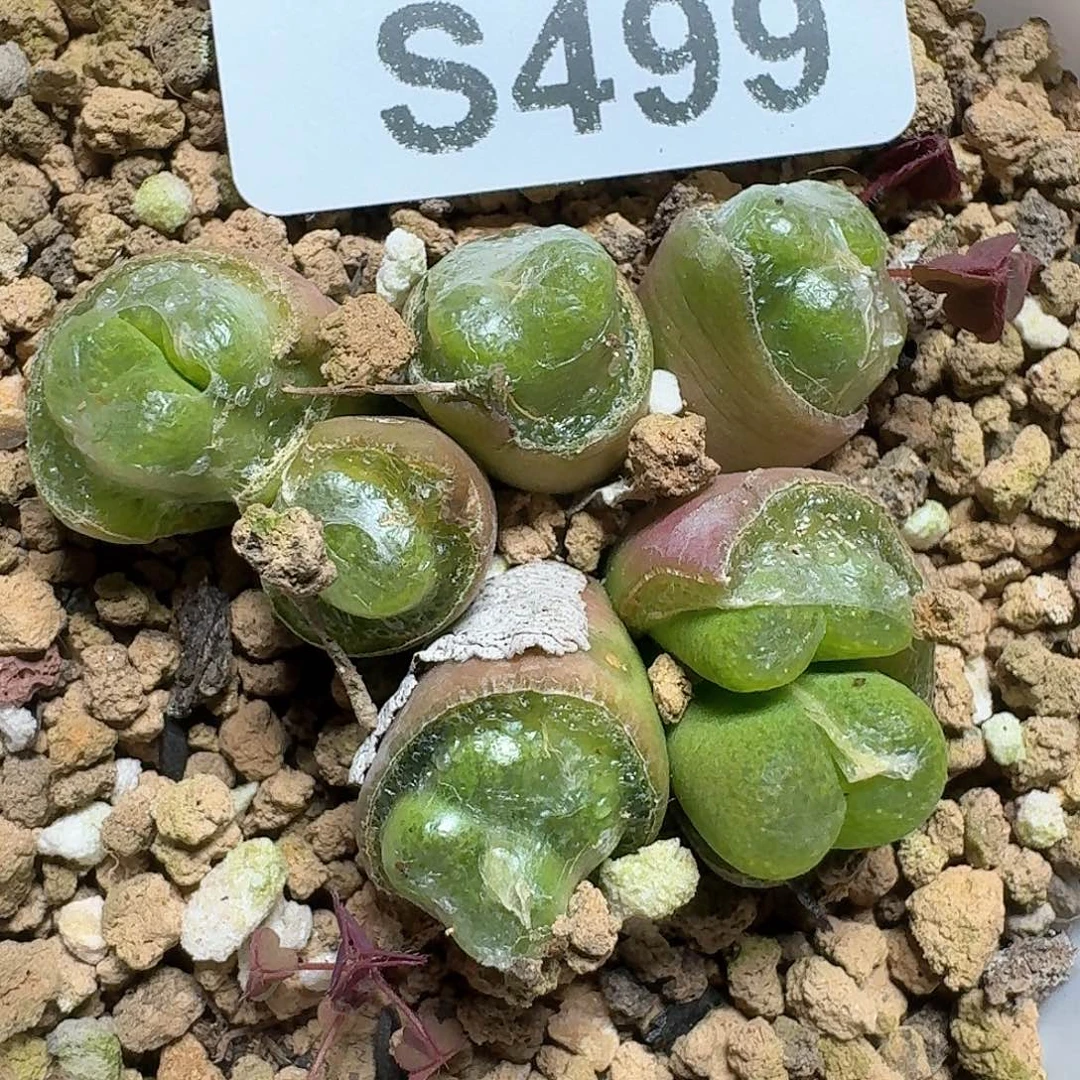 499号多肉植物f g b b j