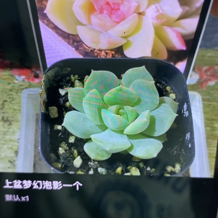 上盆梦幻泡影一个多肉