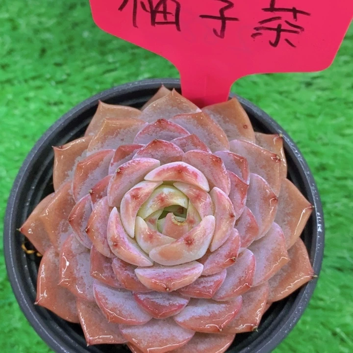 开心多肉，多肉植物