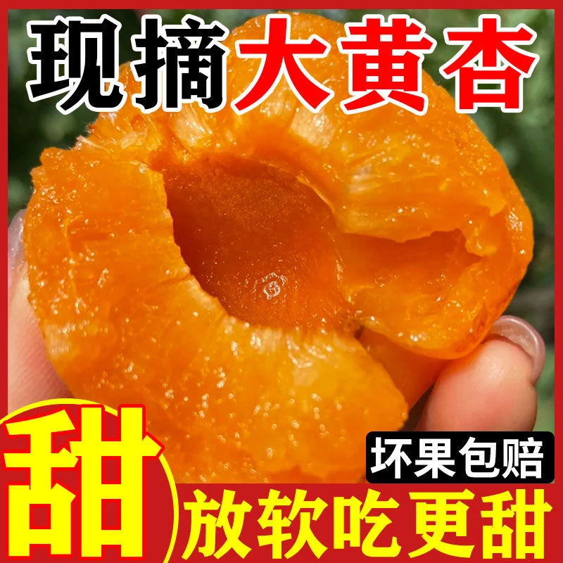 山东农家大黄杏新鲜现摘酸甜杏子水果孕妇整箱包邮