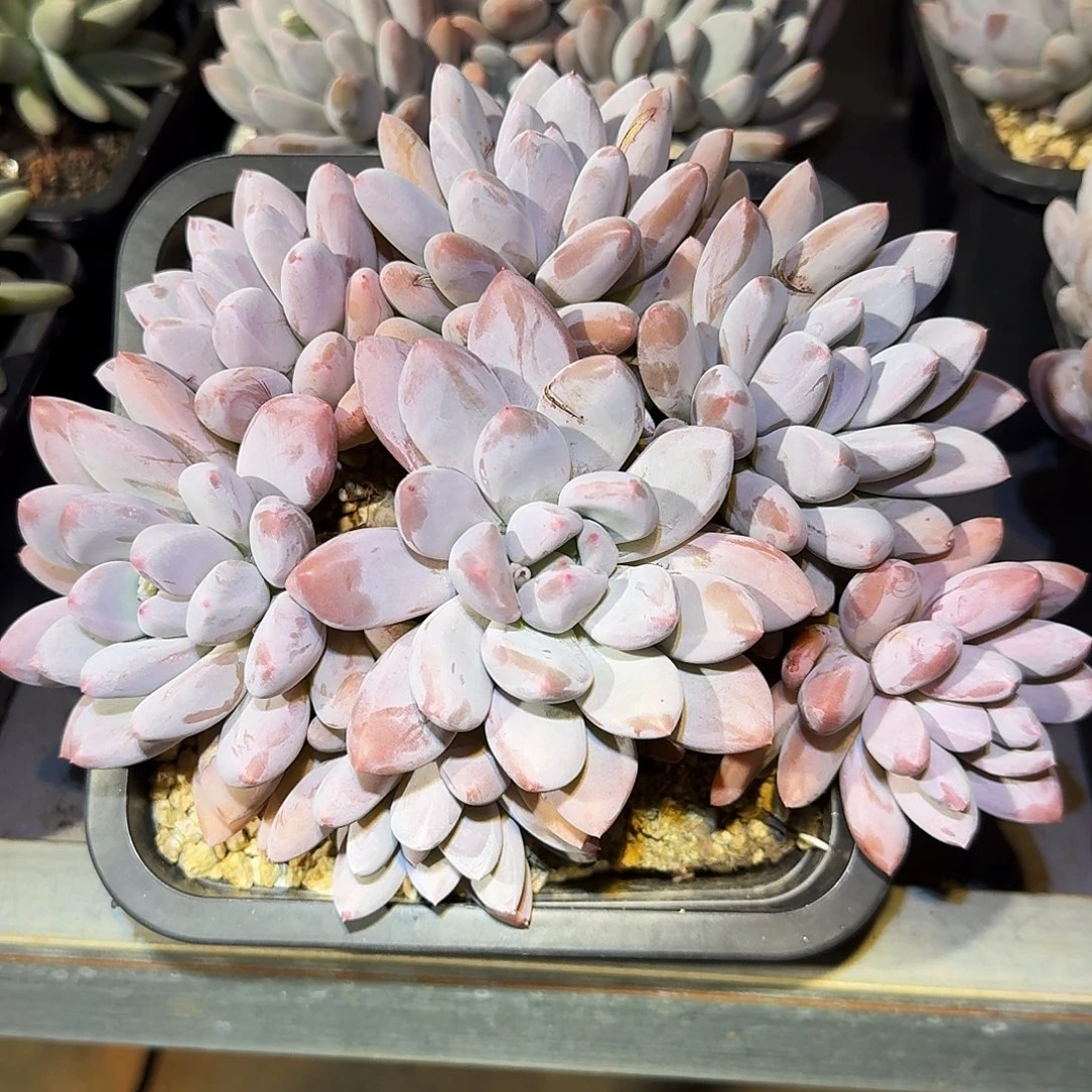 香水宝贝整无砍老桩