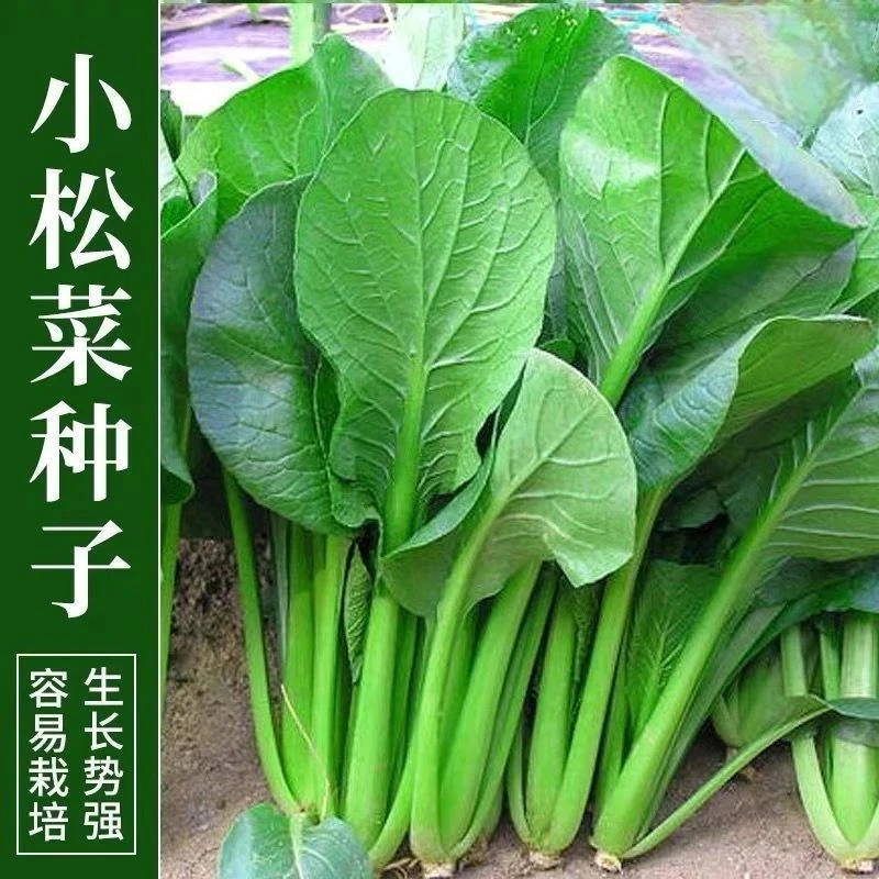小菘菜种子阳台种地小院四季盆栽种植耐湿青梗菜农家蔬菜种子