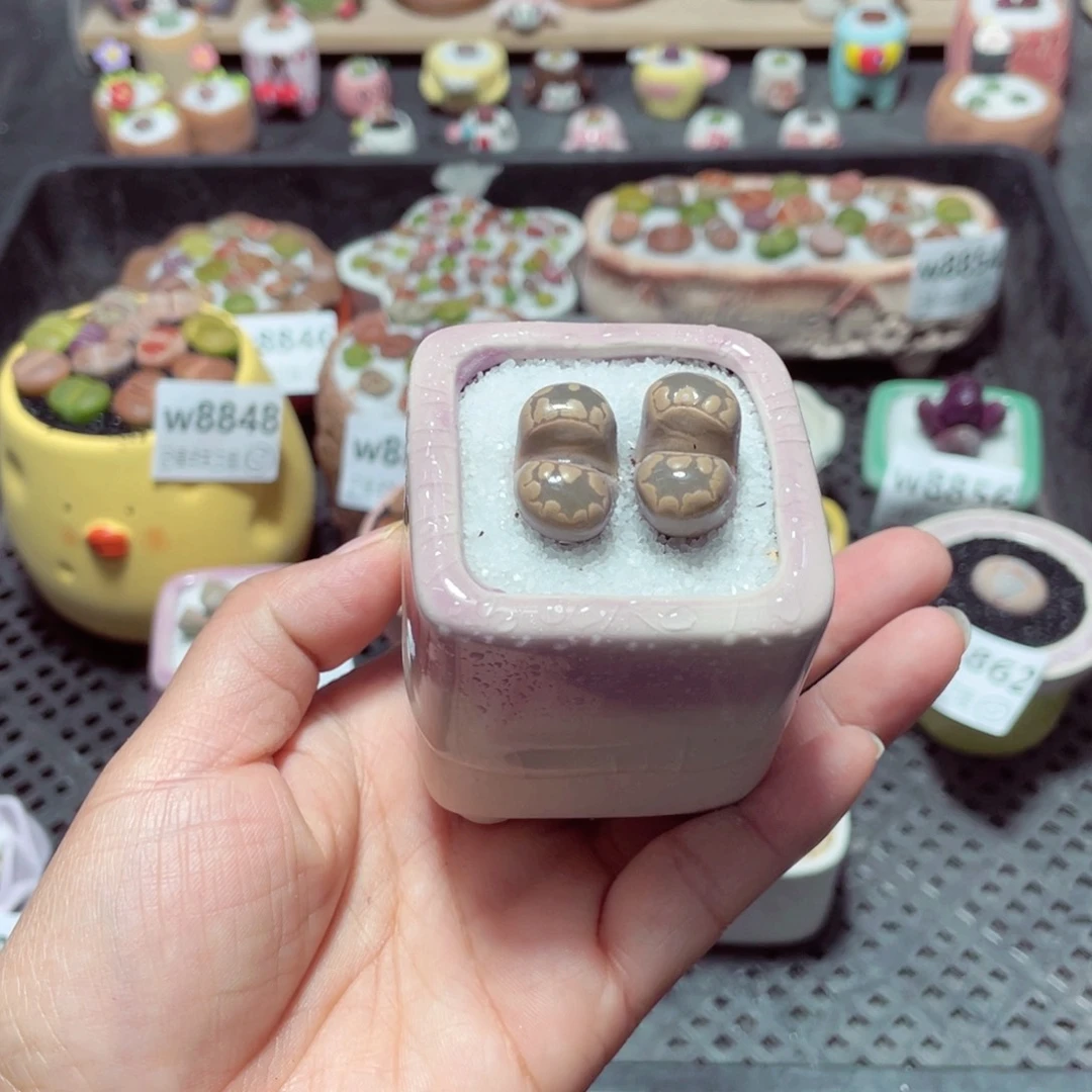 w8865 带盆土发货-零下地区拍保温箱