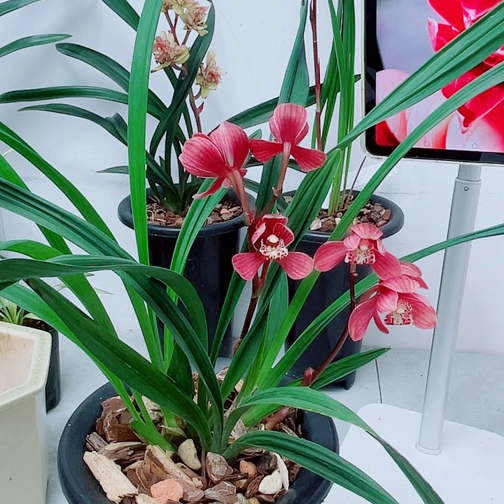 秋榜紫荷5个头带花原盆发