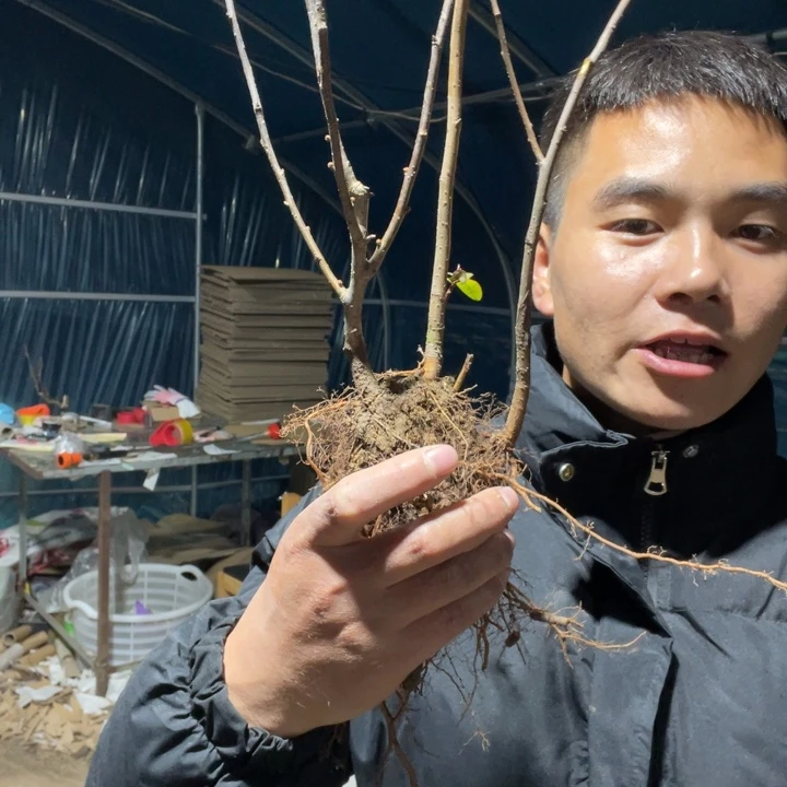 随机发货海棠品种一颗