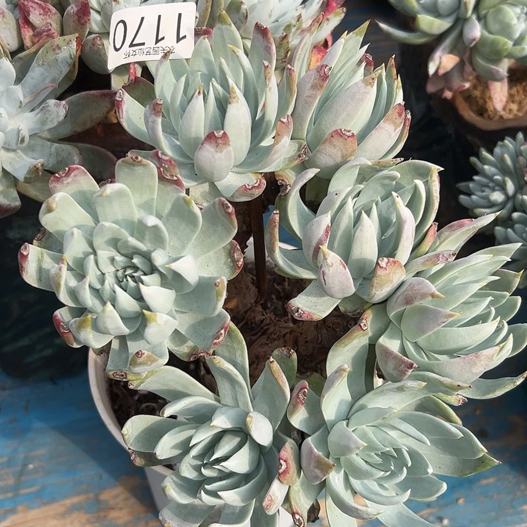 白衣圣徒仙女杯多肉。