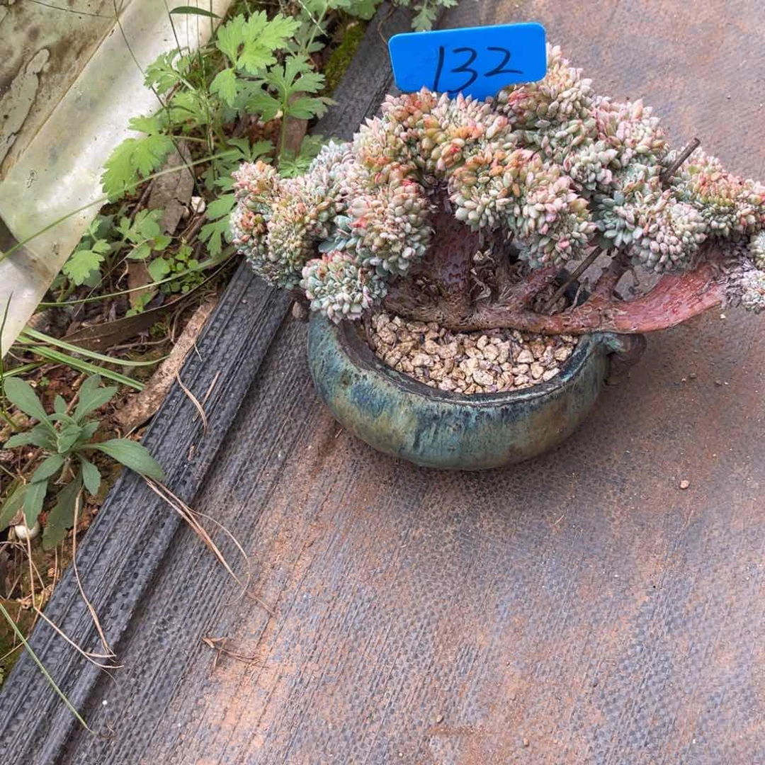 邓*࿐132小红船缀化多肉