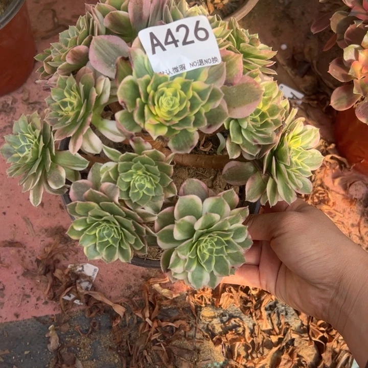 海王多肉植物426.