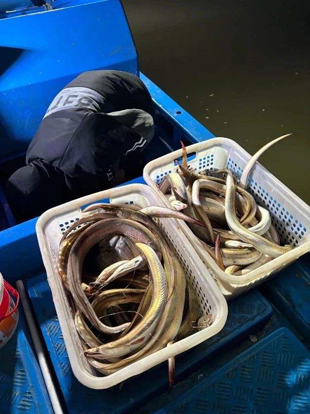 飞艇海钓鲜鳗鱼 沉重改价