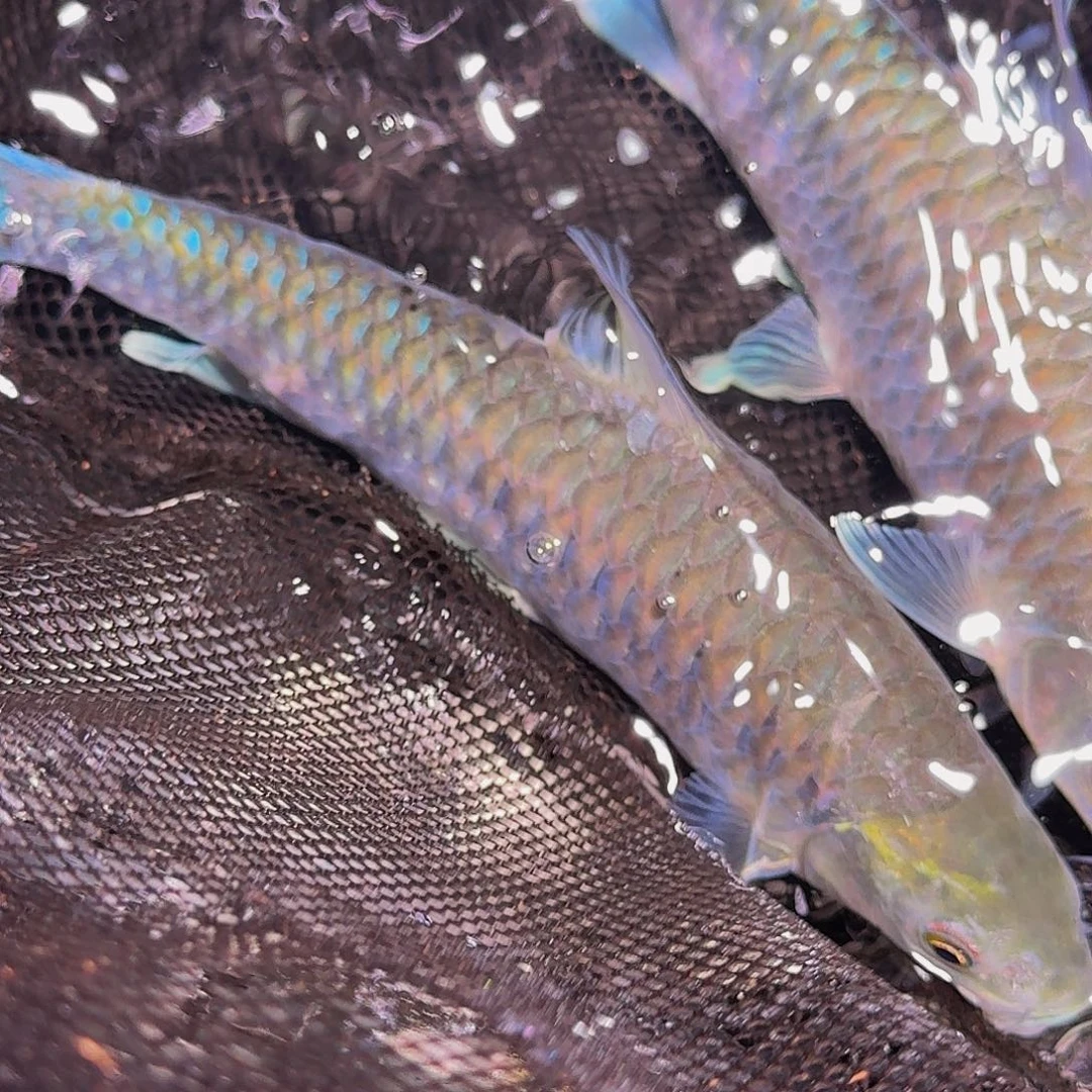 吉罗鱼异口异口异口