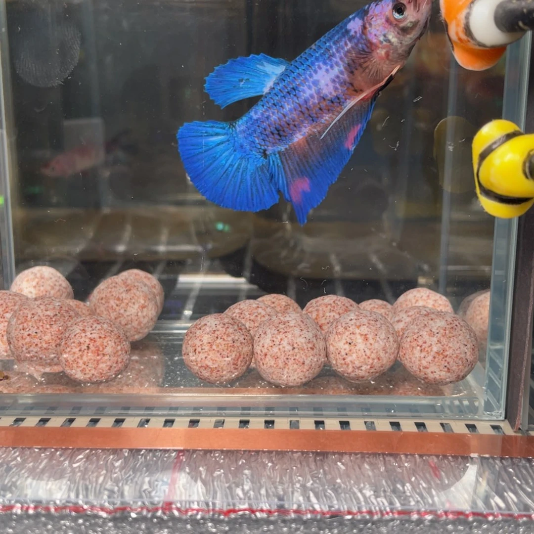 斗鱼1.4 巨斗 099