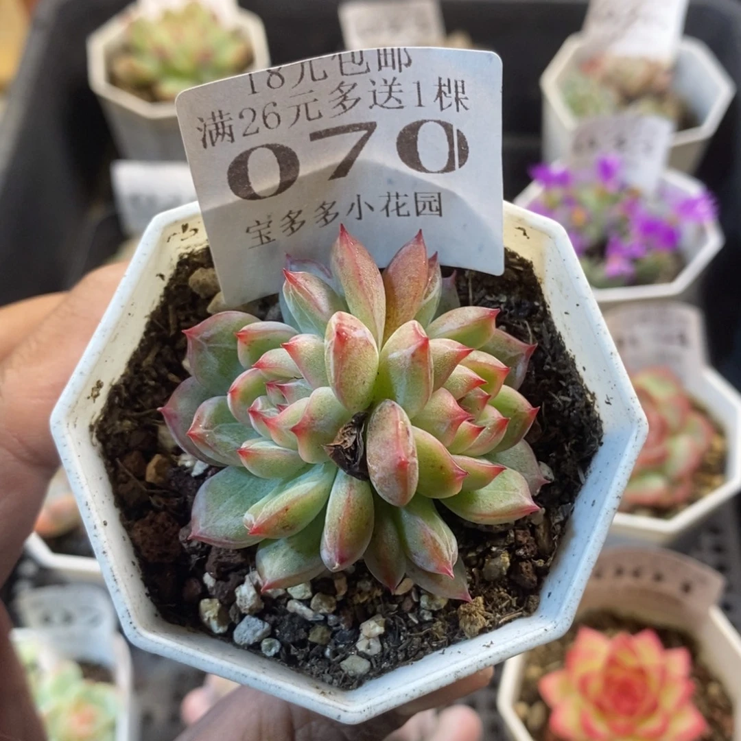 双头雪花珍妮一物一拍满18包邮满26送一颗多肉