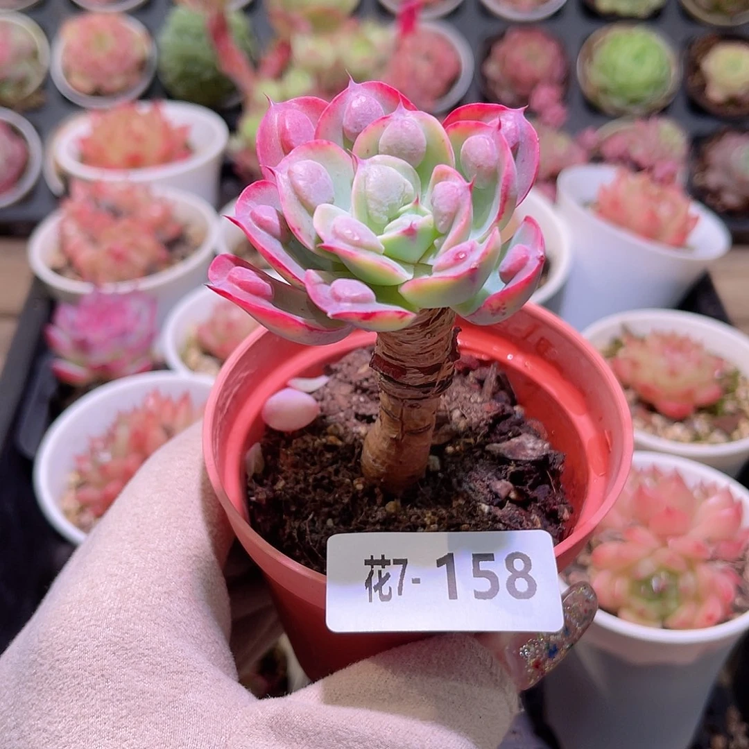 花利美7-158雨滴