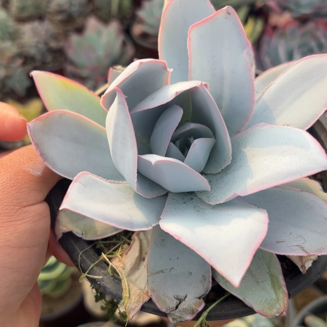 多肉植物广寒宫单头