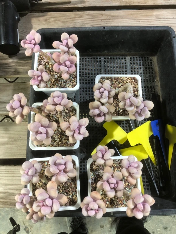 5颗桃蛋多肉老桩室内阳台好养绿植盆栽