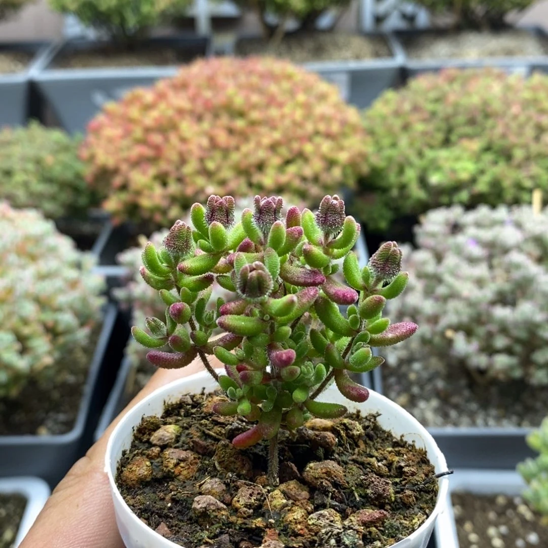 092红宝石枝干番杏
