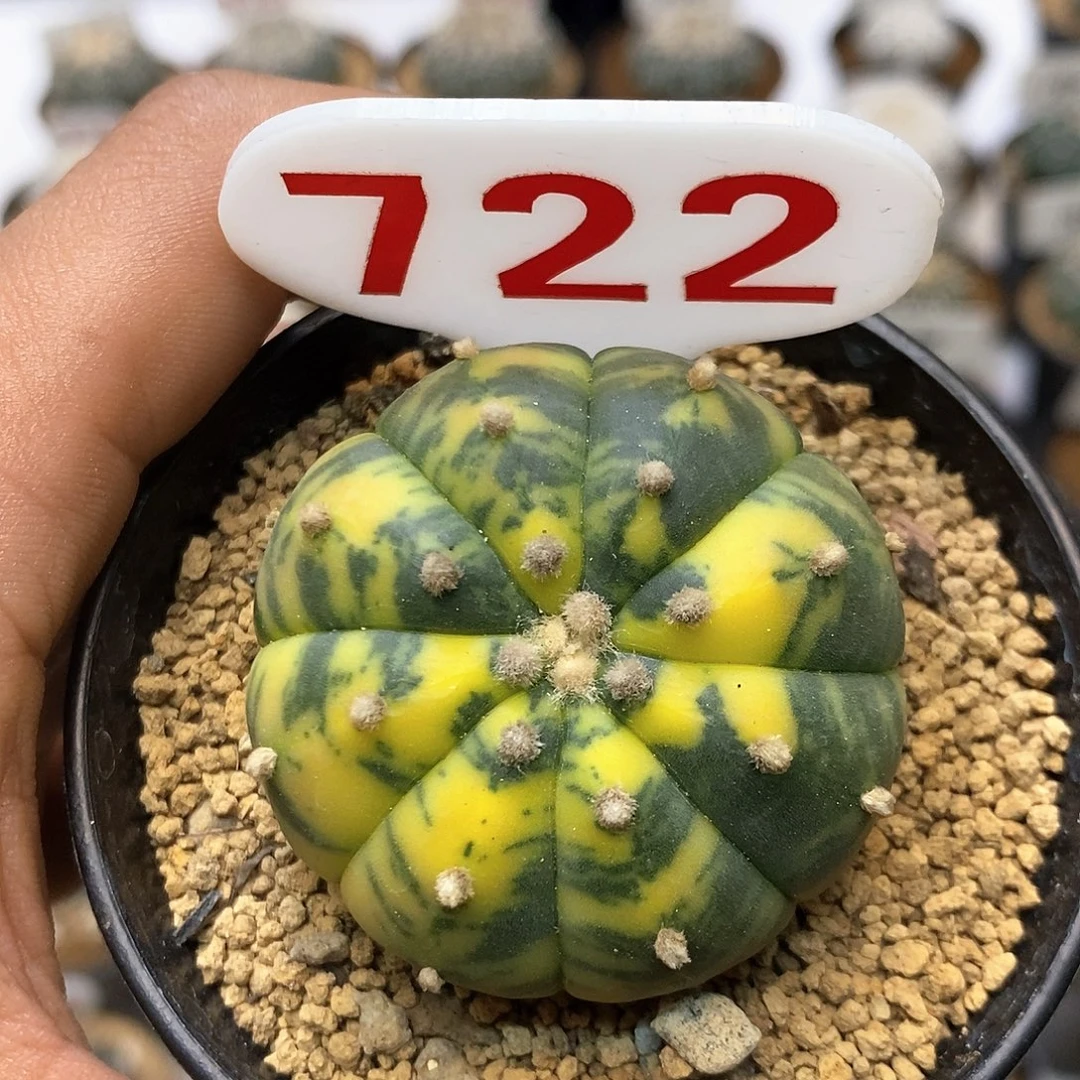 722福利特价咯打榜加油