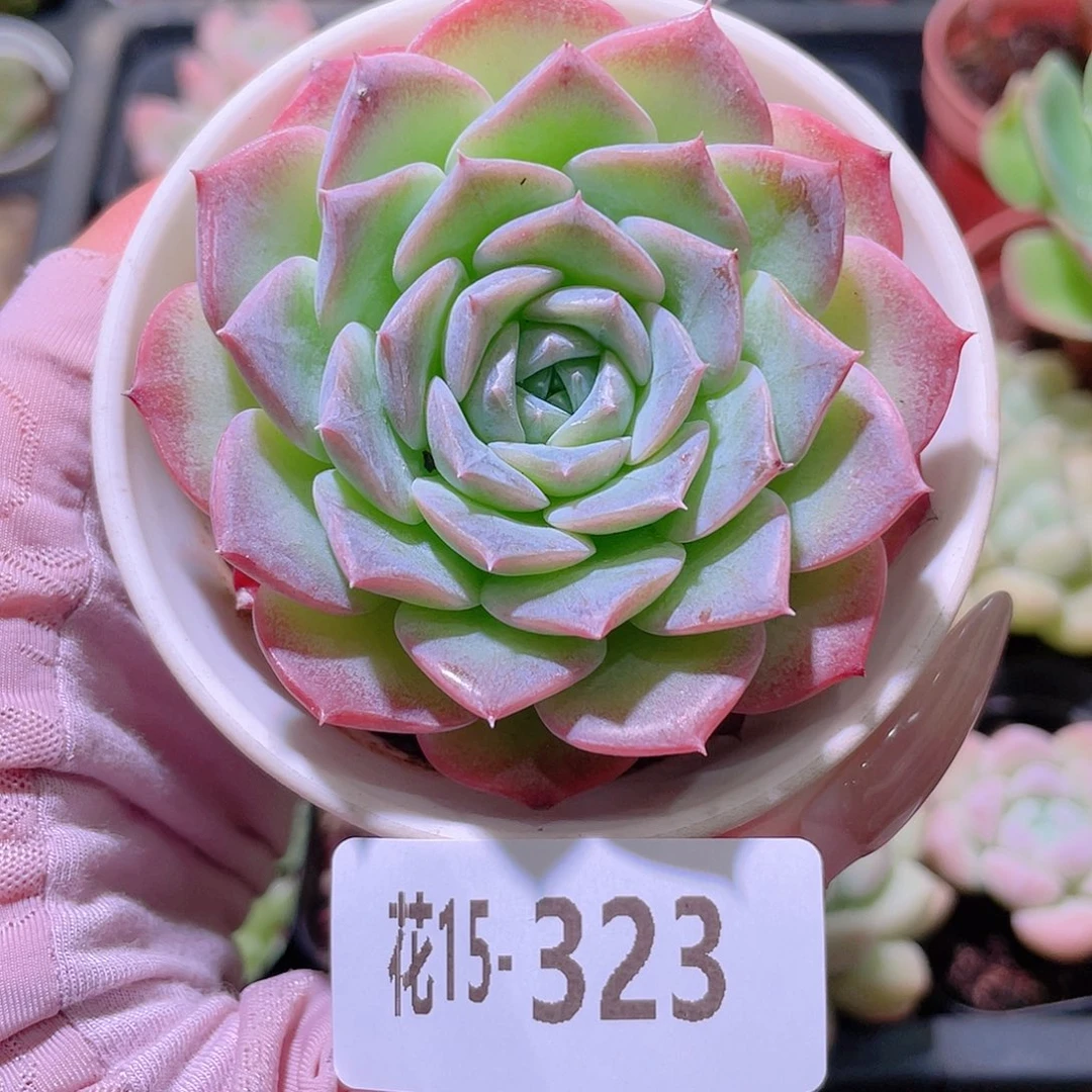 花利美15-323纯爱