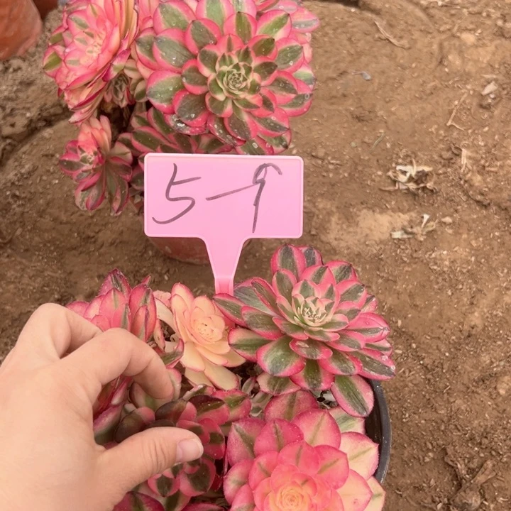 5-9花脸荔枝多肉