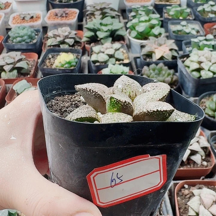 无花朵十二卷。  实生特选。福利