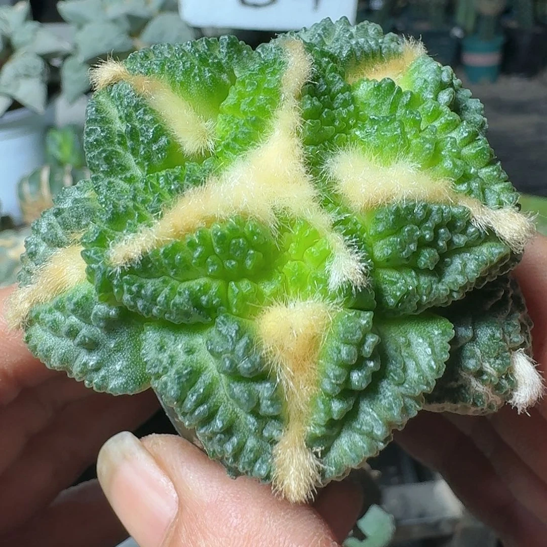 【闪购商品】无花朵精品超大尤龟甲593