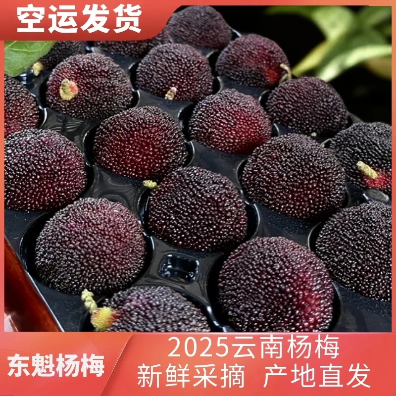 【冷链发货】东魁大杨梅新鲜高山杨梅新鲜采摘酸甜硬丝东魁好吃