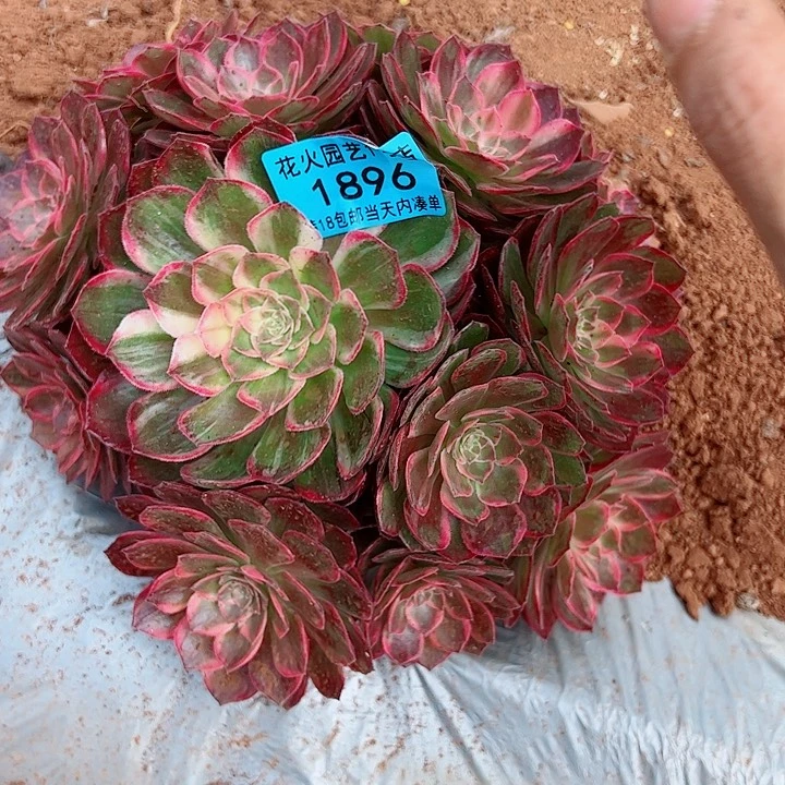 万花筒1896多肉植物大战