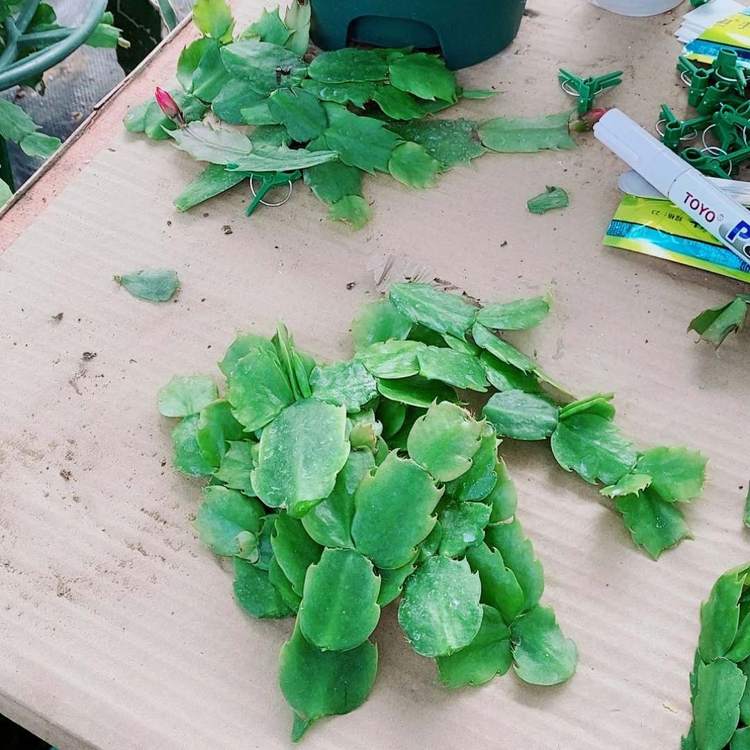 淡***、无花朵叶片福利一物一拍