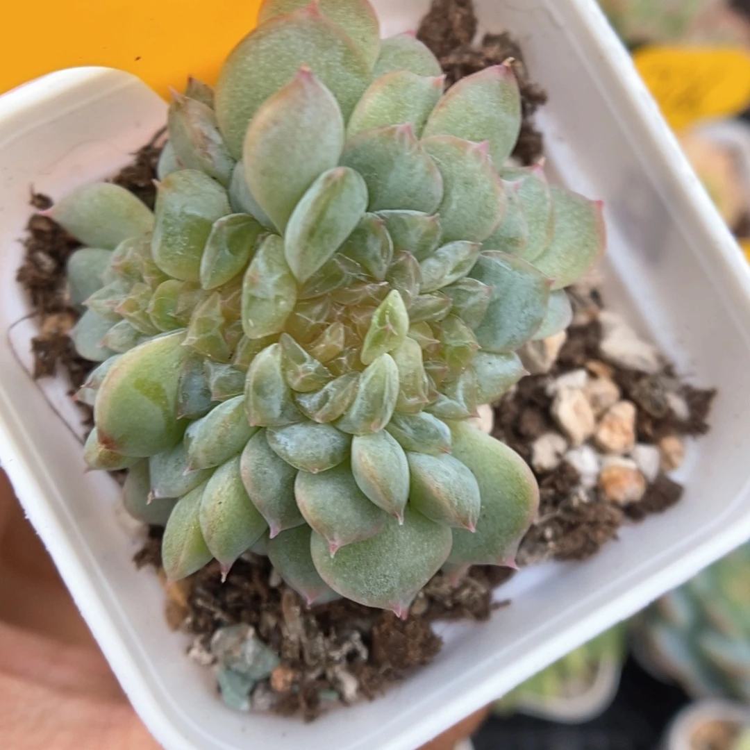 容止甜心缀化245号