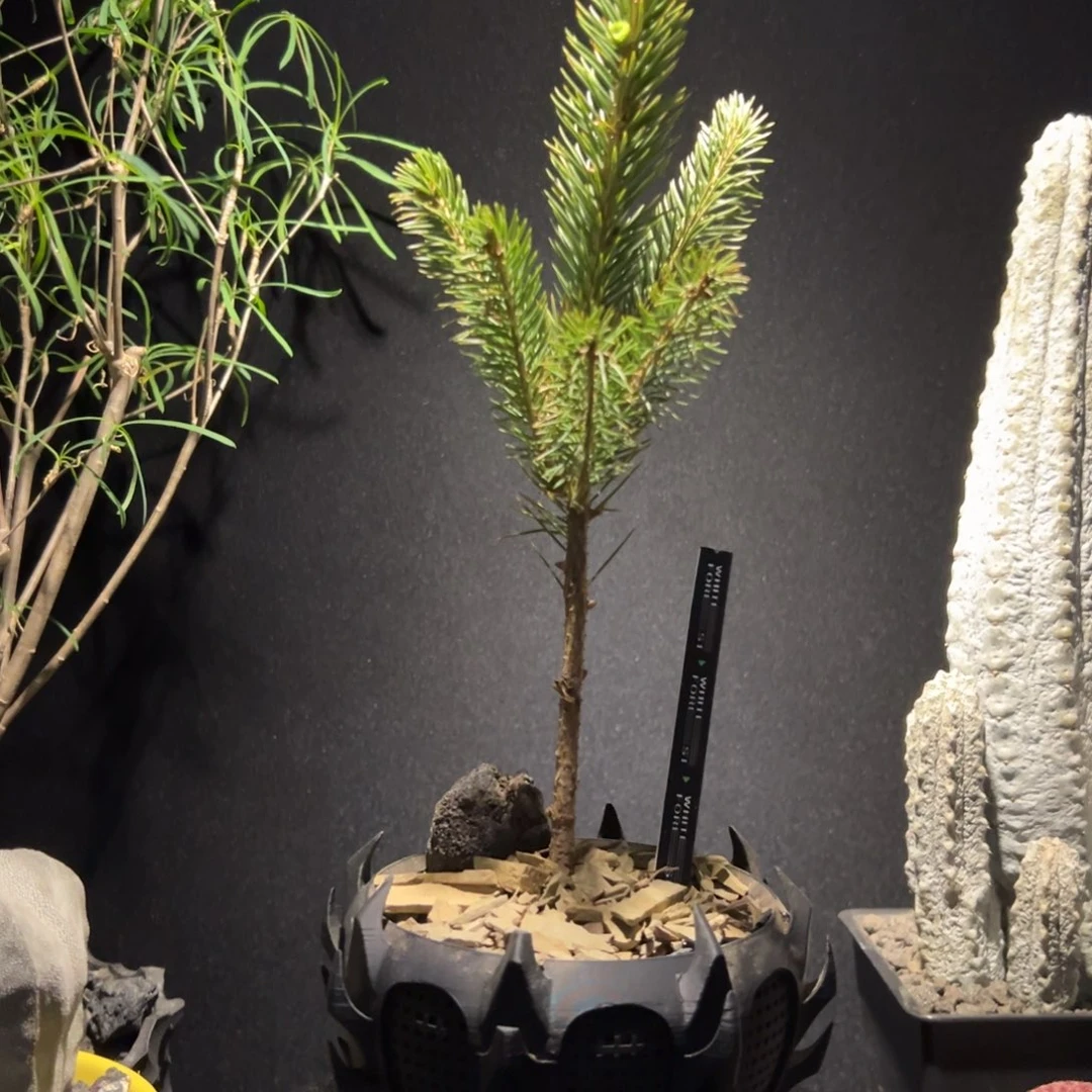 A19潮流植物微景观