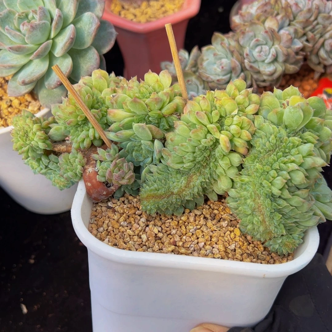 特价小桃花冰魄缀