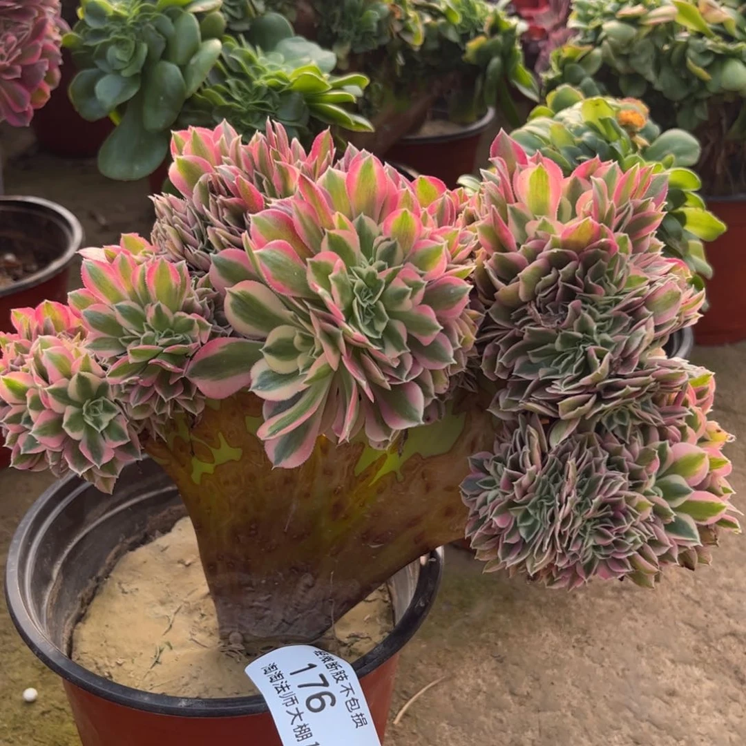 176粉女巫缀化多肉植物