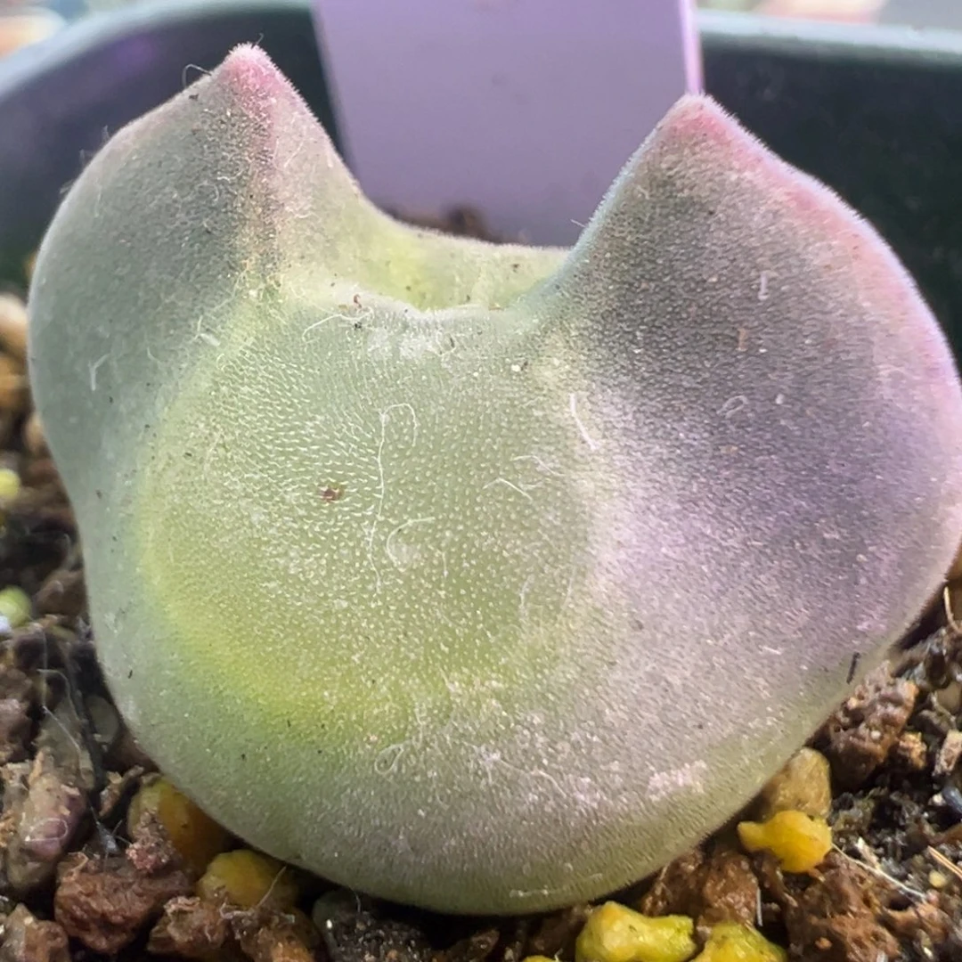 肥美大眼空蝉 肉锥植物