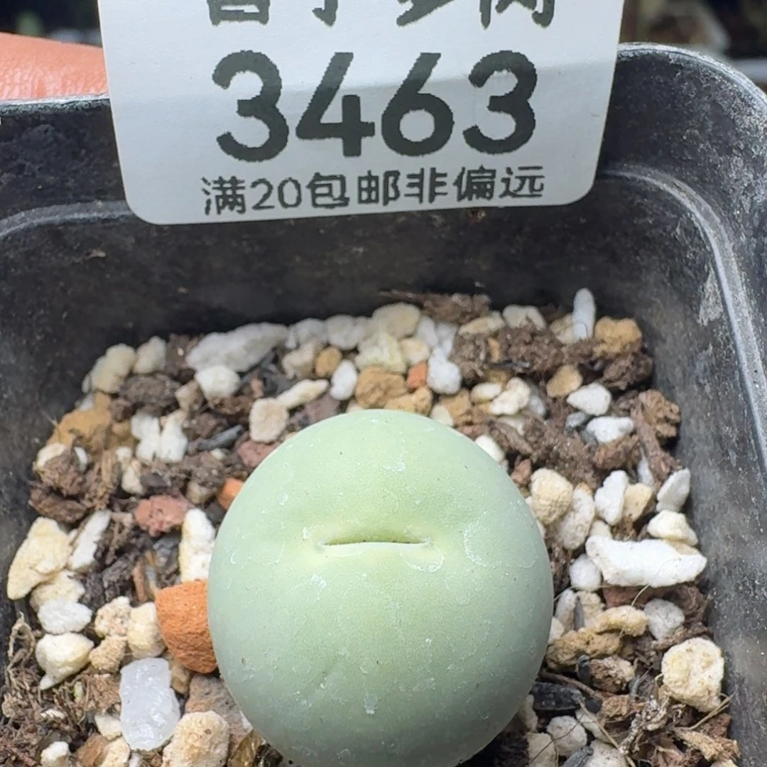 鸽子蛋2.0带盆土